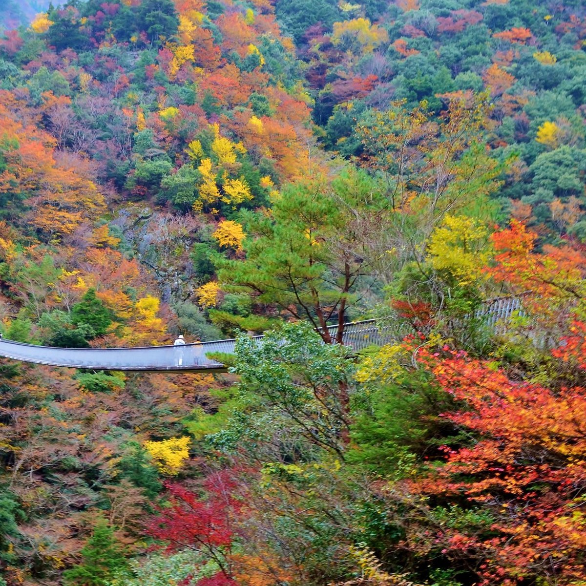 🌉 매화나무 폭포 공원 현수교(우메노키토도로키코엔츠리바시) 이미지 5
